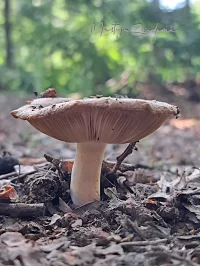 Russula`s [Russulaceae]